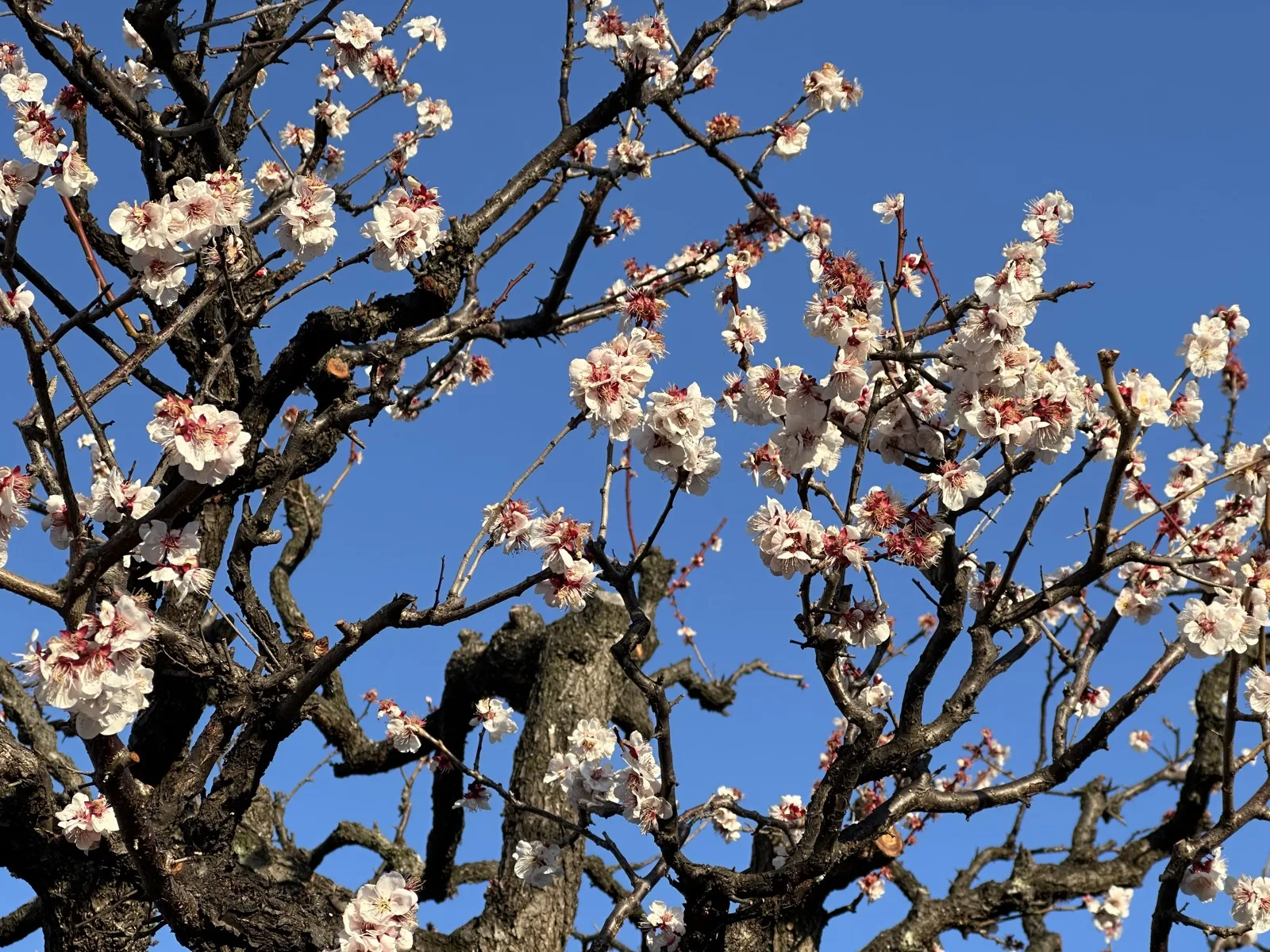 Cherry blossoms in Japan